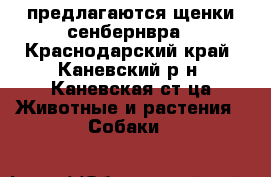 предлагаются щенки сенбернвра - Краснодарский край, Каневский р-н, Каневская ст-ца Животные и растения » Собаки   